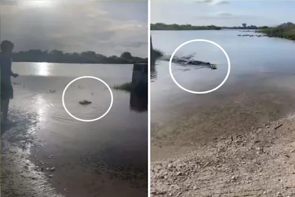 VIDEO - पाण्यात बोट चालवत होती व्यक्ती, काही क्षणातच मगरीच्या जबड्यात गेली; थरकाप उडवणारं दृश्य कॅमेऱ्यात कैद