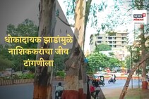नाशिककर हैराण! शहरातील धोकादायक झाडं कधी तोडणार? VIDEO