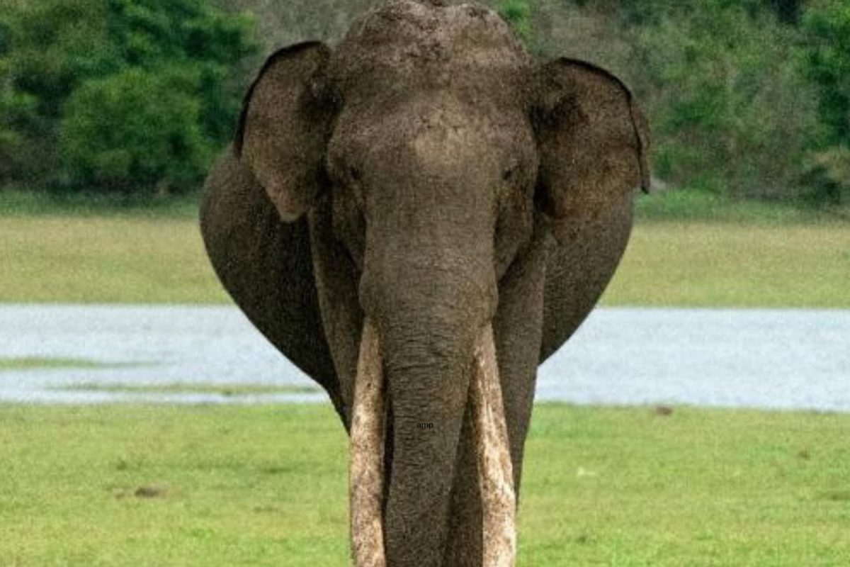 तुम्हालाही प्रश्न पडत असेल हस्तिदंत एवढे महाग का असतात? काय आहे कारण....