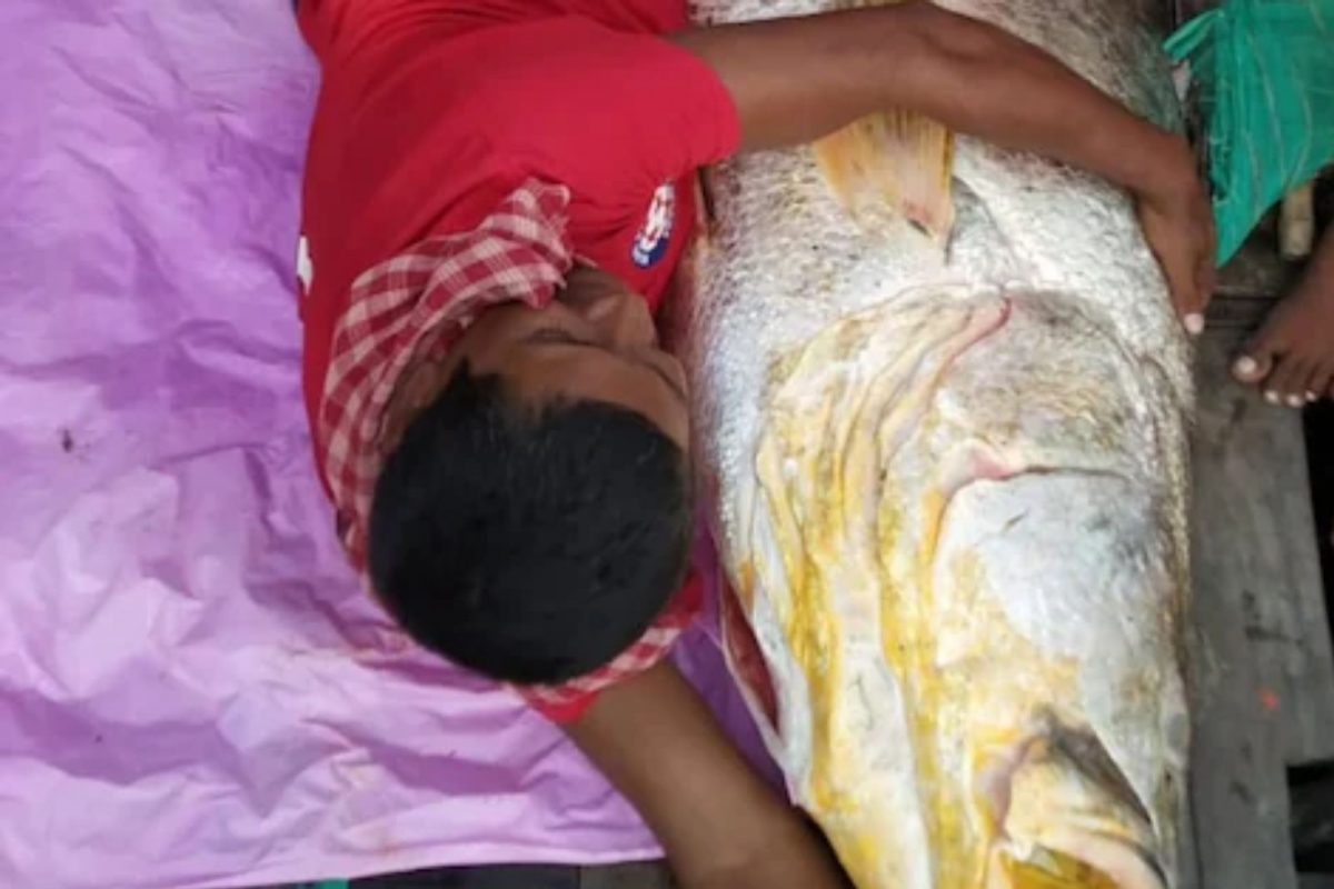 एका माशामुळे मच्छिमाराचं नशीब पालटलं; 3 तास चाललेल्या बोलीनंतर एवढा महाग विकला गेला एक मासा