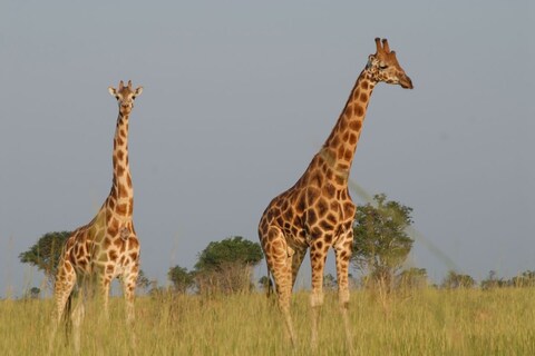 जिराफाची (Giraffe) मान लांब का असते यावर सर्व जीवशास्त्रज्ञांचे मत समान नाही. जुना आणि प्रचलित समज असा आहे की त्याची मान अन्नासाठी (Food) उंच वाढणाऱ्या झाडांच्या पानांपर्यंत पोहोचण्याच्या प्रयत्नात होती. मात्र, शास्त्रज्ञांच्या एका वर्गाचे जिराफच्या मानेच्या उत्क्रांतीबद्दल (Evolution) दुसरे मत आहे. नवीन जीवाश्म अभ्यासाच्या निकालांनी या वादाला पुन्हा एकदा तोंड फोडले आहे.
