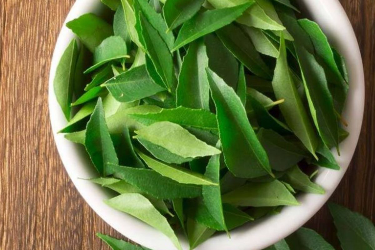 Curry Leaves Benefits - वजन कमी करण्यासाठी कधी आणि कशी खावी कढीपत्त्याची पाने ?