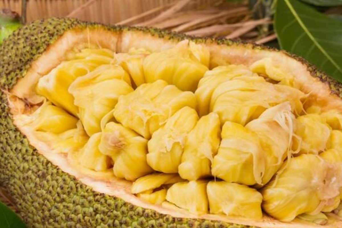 Disadvantage Of Jackfruit: फणस खाल्ल्यानंतर चुकूनही खाऊ नका हे पदार्थ; Food Poisoning होण्याचा धोका