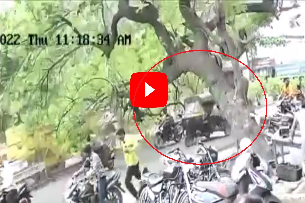 मान्सूनपूर्व पावसाचा तडाखा; वादळी वाऱ्यात भलंमोठं झाड कोसळलं, अंगावर काटा आणणारा LIVE VIDEO