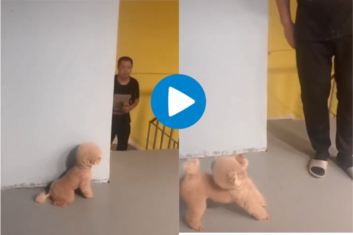 Viral Video: कुत्र्यानं चक्क मालकासोबतच केला प्रँक; व्हिडीओ पाहून तुम्हीही पोट धरून हसाल