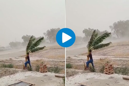 Viral Video: सॅल्युट! एका झाडासाठी वादळाशी लढला तरूण; अंगावर काटा आणणारा व्हिडीओ नक्की पाहा
