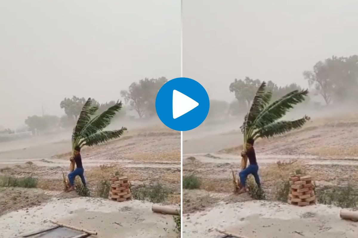 Viral Video: सॅल्युट! एका झाडासाठी वादळाशी लढला तरूण; अंगावर काटा आणणारा व्हिडीओ नक्की पाहा