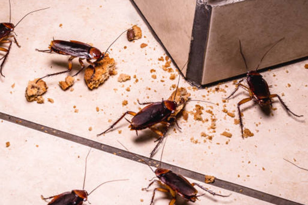 झुरळांमुळे अन्नातून विषबाधेचा धोका; पेस्ट कंट्रोल करण्याऐवजी हे घरगुती उपाय ठरतील प्रभावी