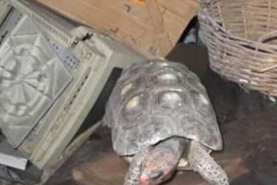 40 वर्षांपूर्वी हरवला होता कासव, इतक्या वर्षानंतर समोर आलं धक्कादायक चित्र