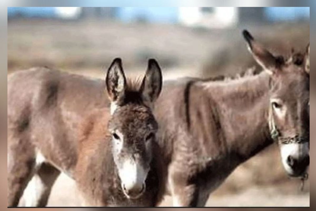 गलेलठ्ठ पगाराची नोकरी सोडून 'हा' व्यक्ती पाळतोय गाढवं; करतोय लाखोंची कमाई