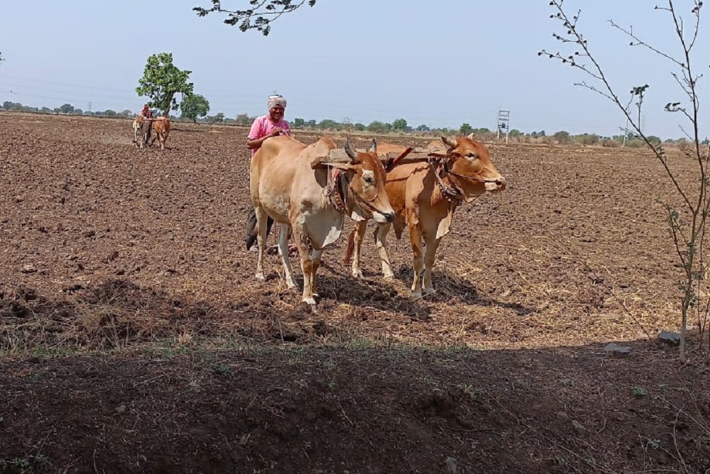 Akola Special Report : हवामान विभागाचा अंदाज चुकला, त्यात आमचा काय दोष? शेतकरी हवालदिल!