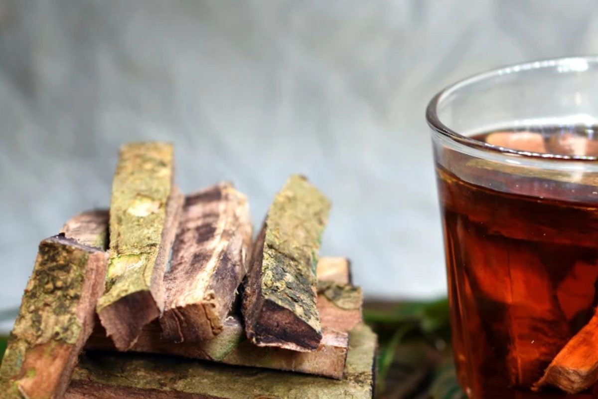 ब्लड प्रेशर नियंत्रणात ठेवेल या झाडाची साल; खाण्याची पद्धतही समजून घ्या