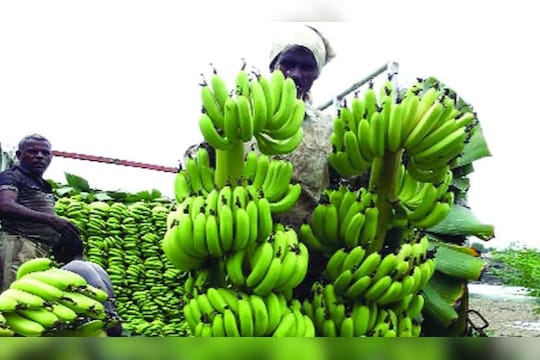 Banana Rate : शेतीमालाचे दर पडले असताना केळी पिकाने गाठला दराचा उच्चांक