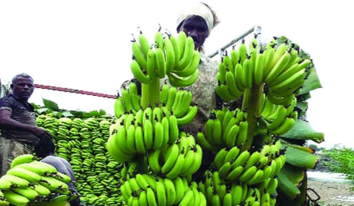 Banana Rate : शेतीमालाचे दर पडले असताना केळी पिकाने गाठला दराचा उच्चांक
