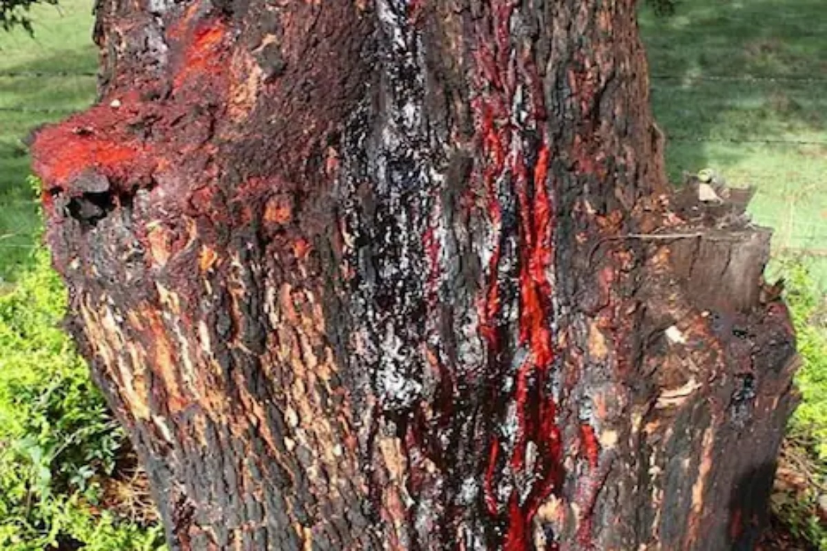 झाडाला कापलं तर रक्ताचे अश्रू येतात बाहेर! तुमचाही बसणार नाही विश्वास