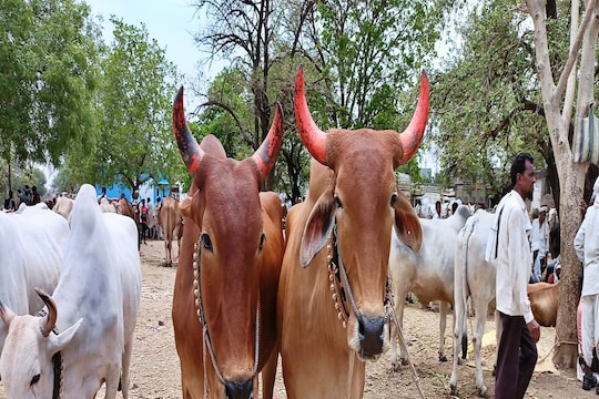 Akola : ‘या’ नावाजलेल्या बैलबाजाराबद्दल माहितीये का? इथं लाखोंच्या घरात होते बैलजोडीची विक्री