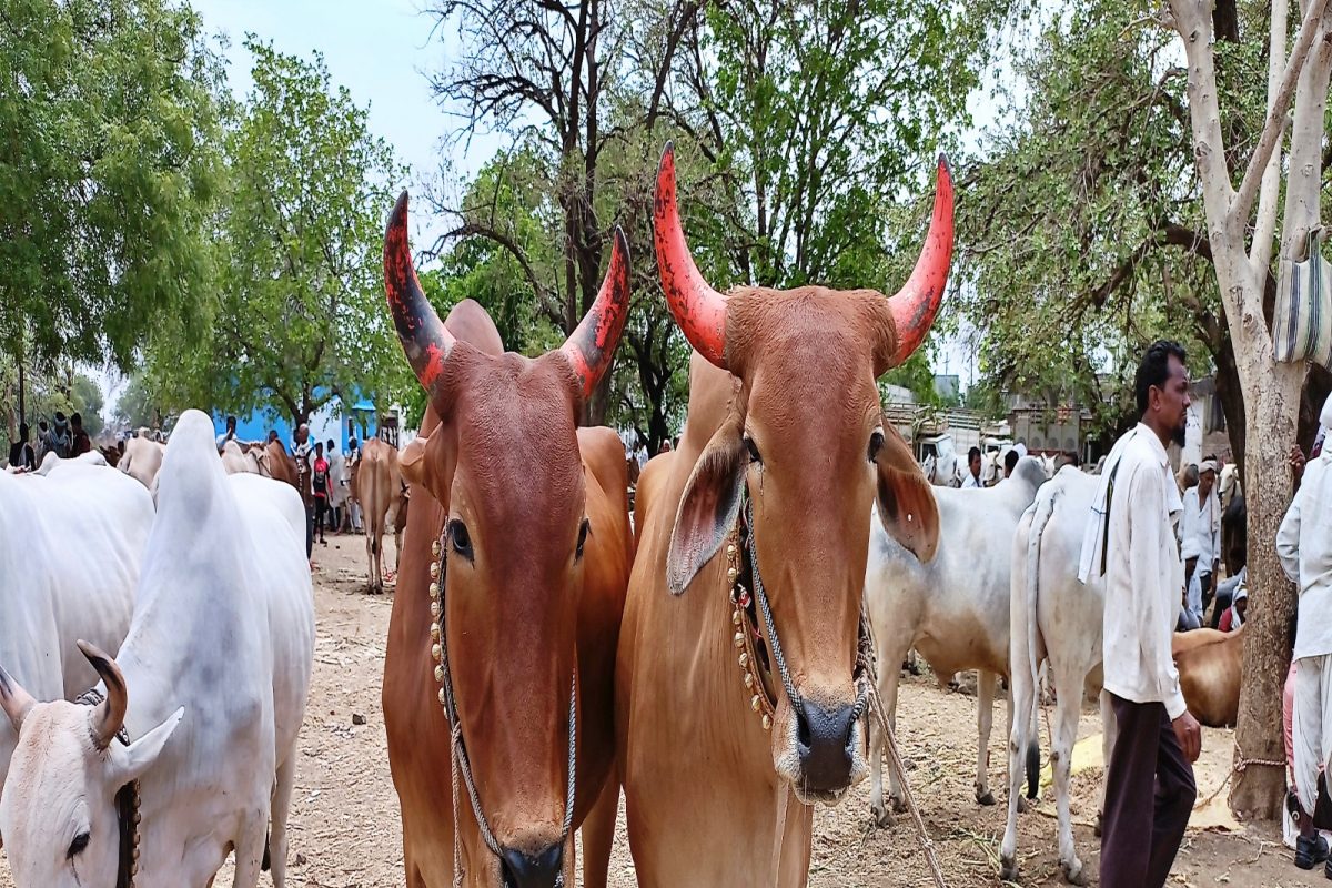 Akola : ‘या’ नावाजलेल्या बैलबाजाराबद्दल माहितीये का? इथं लाखोंच्या घरात होते बैलजोडीची विक्री