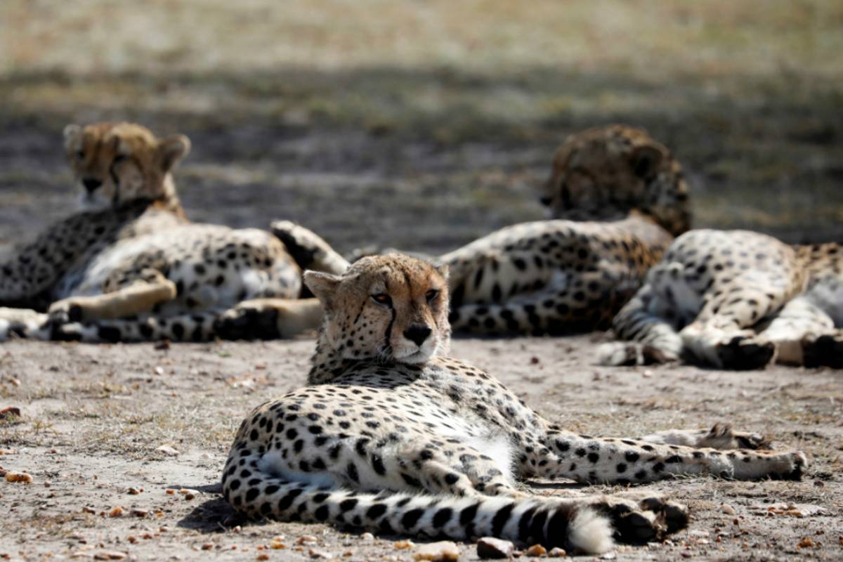 भारताच्या जंगलांमध्ये पुन्हा दिसणार चित्ता, पण देशात शेवटच्या चित्त्याची शिकार कुणी केली?