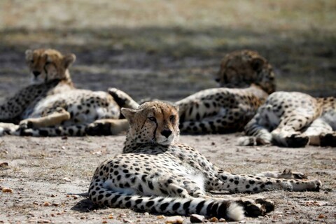 भारतात सध्या एकही चित्ता (Cheetah) नाही आणि आपल्या देशात तब्बल 70 वर्षांनंतर चित्ते पुन्हा पाहायला मिळणार आहेत. या वर्षी नोव्हेंबरमध्ये दक्षिण आफ्रिकेतून (South Africa) 6 आफ्रिकन चित्ते भारतात आणले जाणार आहेत.