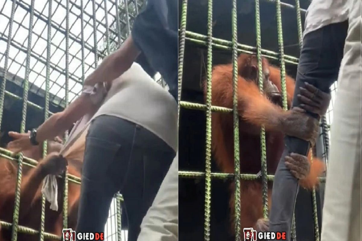 VIDEO - पिंजऱ्याजवळ येताच चिम्पांझीने व्यक्तीला खेचलं आणि...; प्राणीसंग्रहालयातील खतरनाक दृश्य कॅमेऱ्यात कैद