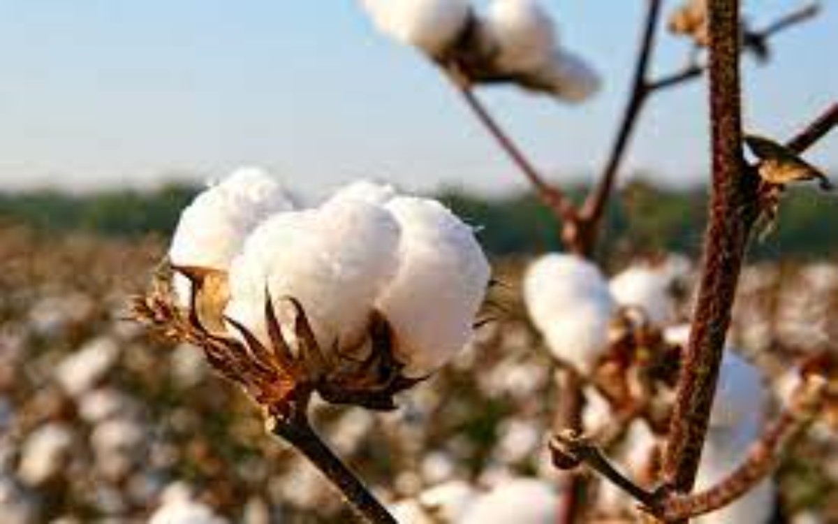 Cotton Import Duty Relief : केंद्र सरकारकडून कापूस आयात शुल्क सवलतीला ‘या’ महिन्यापर्यंत मुदतवाढ