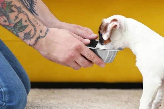 Shocking! नाश्ता असो वा जेवण... फक्त Dog food खात राहिला तरुण शेवटी...