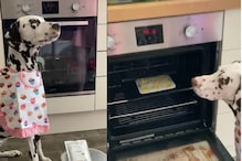 OMG! चक्क श्वानाने बनवले Cookies; विश्वास बसत नाही तर पाहा हा Chef Dog चा Video OMG! चक्क श्वानाने बनवले Cookies; विश्वास बसत नाही तर पाहा हा Chef Dog चा Video