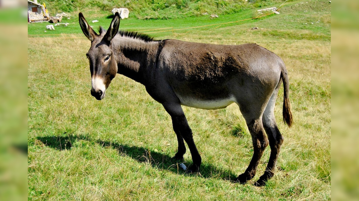Donkey paneer worlds most expensive paneer donkey milk donkey cheese