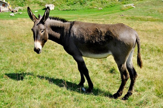 गाढविणीच्या दुधापासून बनणार जगातील सर्वात महाग पनीर, किंमत वाचून येईल भोवळ