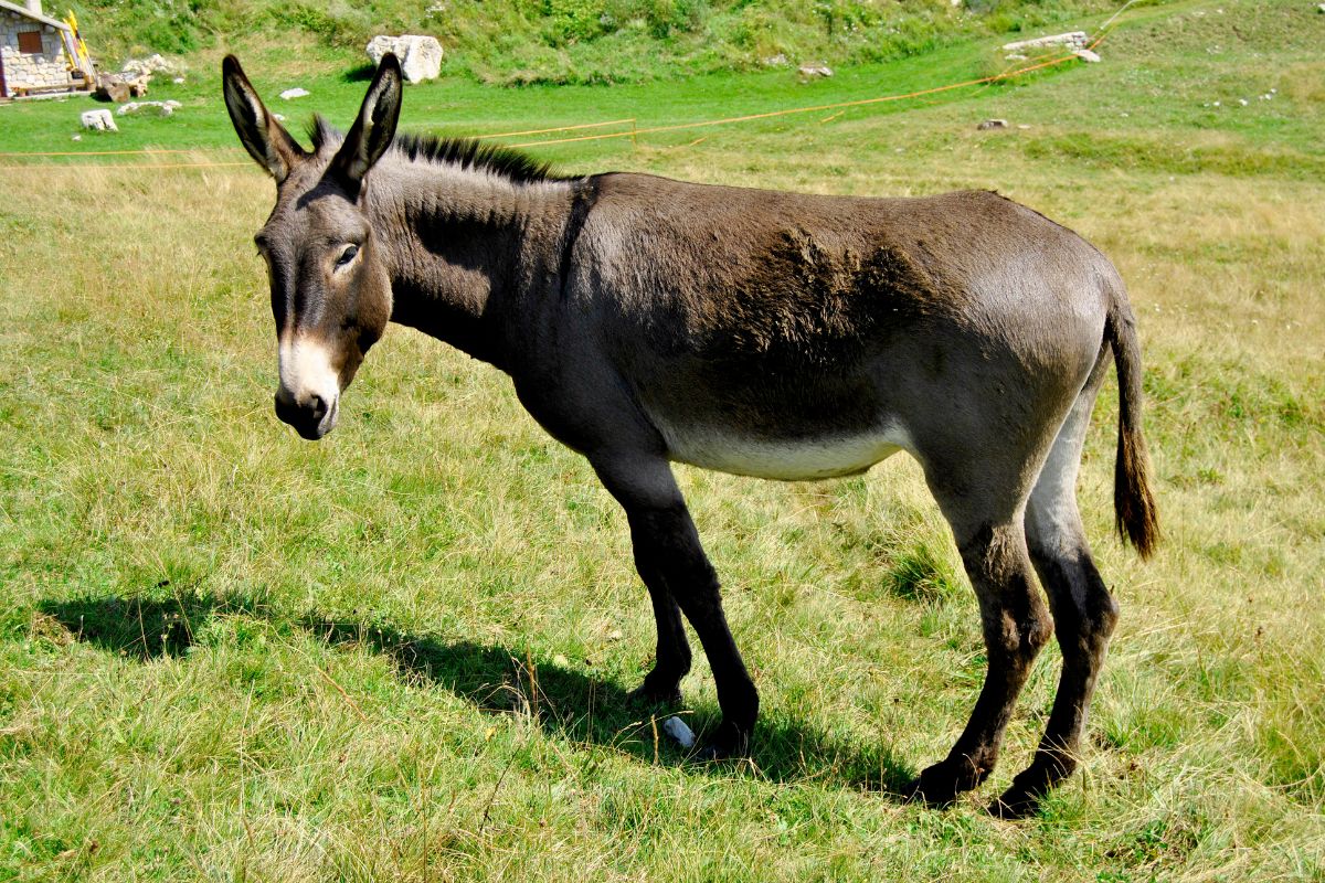 गाढविणीच्या दुधापासून बनणार जगातील सर्वात महाग पनीर, किंमत वाचून येईल भोवळ