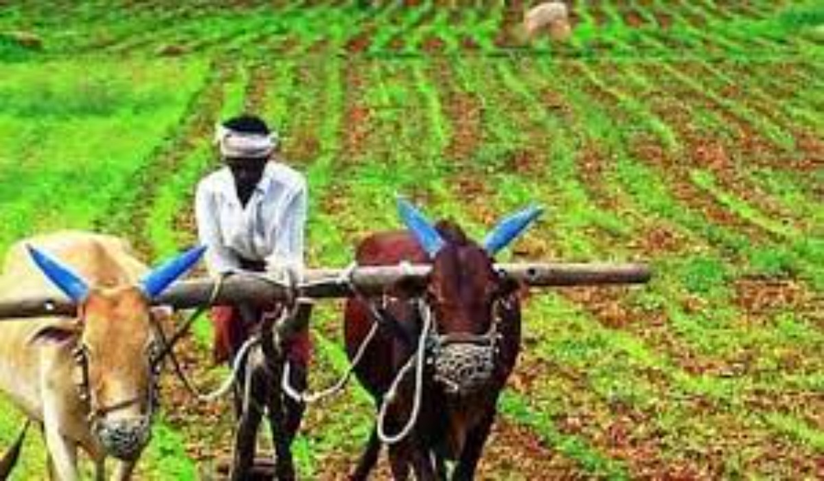 PM Kisan Update: खात्यात पैसे आले नाहीत तर कुठे तक्रार करायची?