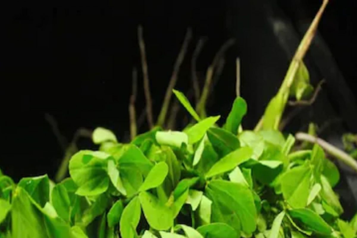 Diabetes Tips : तुमच्या आहारात समाविष्ट करा मेथीची भाजी, Blood sugar राहते नियंत्रित