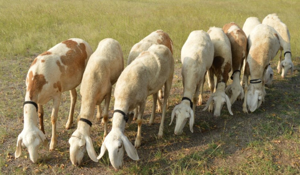 सुशिक्षित बेरोजगार, प्रगतीशील शेतकऱ्यांसाठी हा व्यवसाय ठरतोय फायदेशीर, काय आहे सरकारची योजना