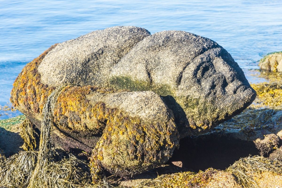 ...म्हणून आपण निर्जीव वस्तूंमध्येही मानवी चेहरे शोधतो! निसर्गाने दिलेली अद्भूत देणगीच