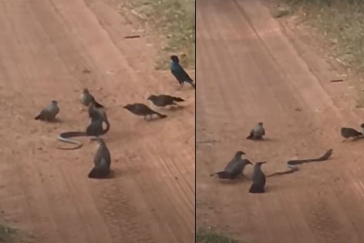 भडकलेल्या पक्षांनी घेतला बदला; चोचीने हल्ला करत फोडले सापाचे डोळे, कधीही पाहिला नसेल असा VIDEO