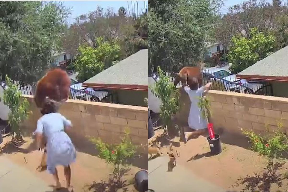पाळीव श्वानांना वाचवण्यासाठी जंगली अस्वलासोबत भिडली महिला; थरारक घटनेचा VIDEO