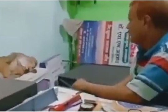 VIDEO: उपचारासाठी चक्क पिल्लाला घेऊन रुग्णालयात पोहोचलं माकड; पुढे काय केलं बघा