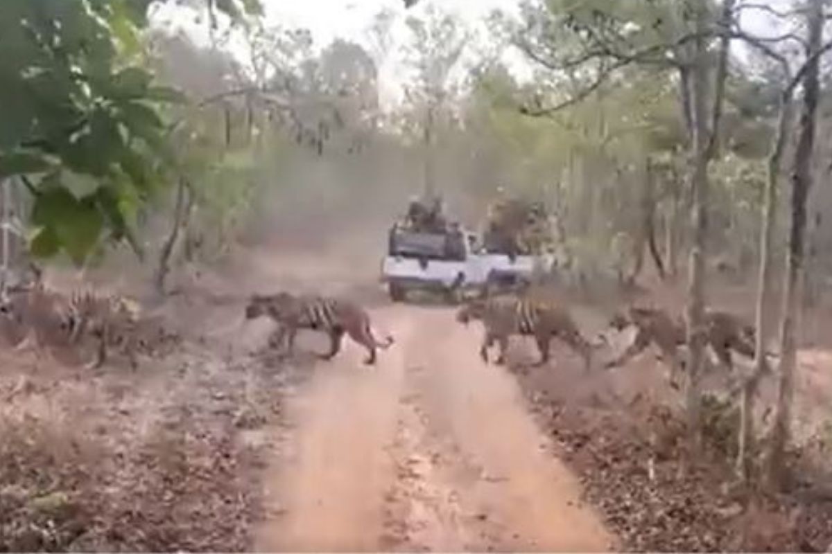 पर्यटकांना व्याघ्र दर्शन; ताडोबातील दुर्मिळ दृश्य व्हायरल, पाहा वाघांच्या कळपाचा VIDEO