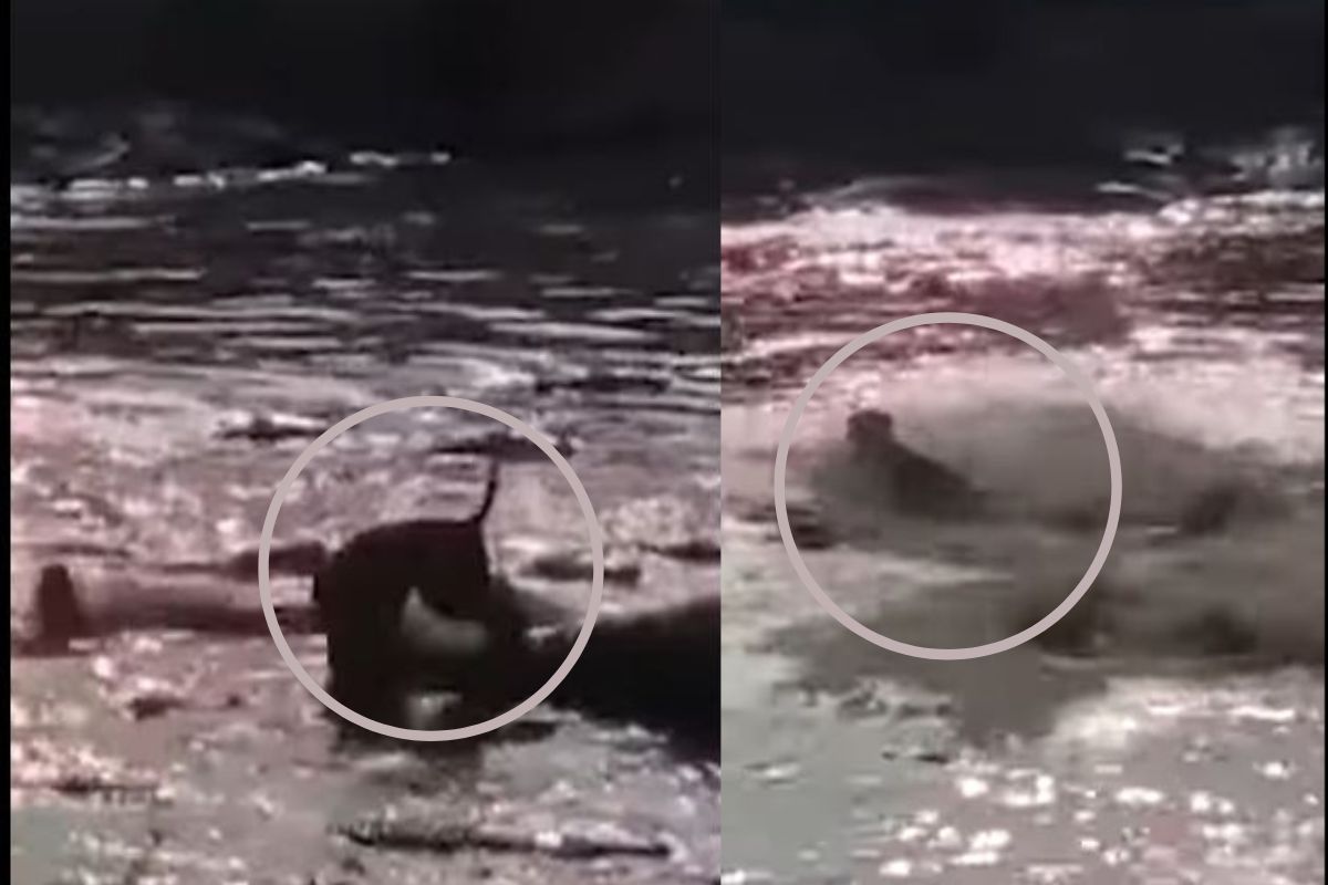 40 हून अधिक मगरींनी सिंहाला घेरलं; घाबरून जंगलाच्या राजाने घेतली पाण्यात उडी अन्..., पाहा VIDEO चा शेवट