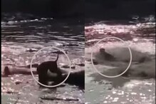40 हून अधिक मगरींनी घेरलं; घाबरून सिंहाला घेतली पाण्यात उडी अन्..., पाहा VIDEO 40 हून अधिक मगरींनी घेरलं; घाबरून सिंहाला घेतली पाण्यात उडी अन्..., पाहा VIDEO