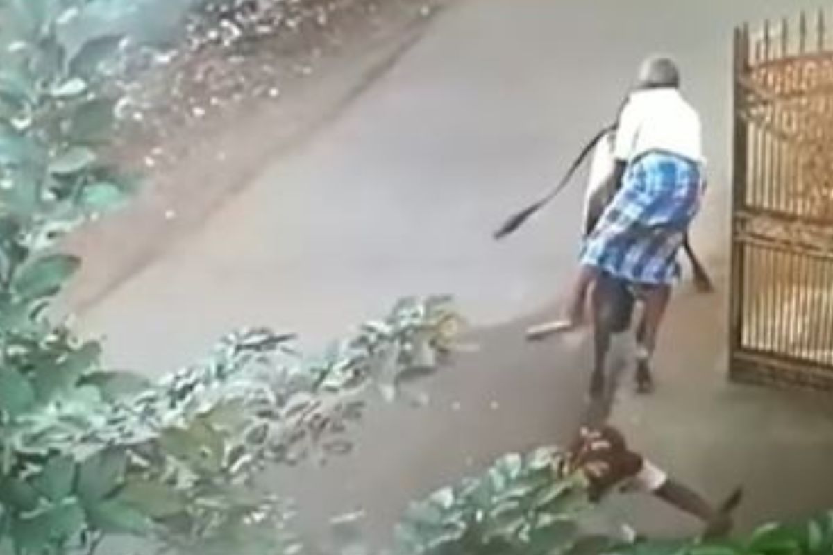 गायीनं शिंगावर उचलून जमिनीवर आपटलं; हल्ल्यात वृद्धाची झाली भयंकर अवस्था, VIDEO