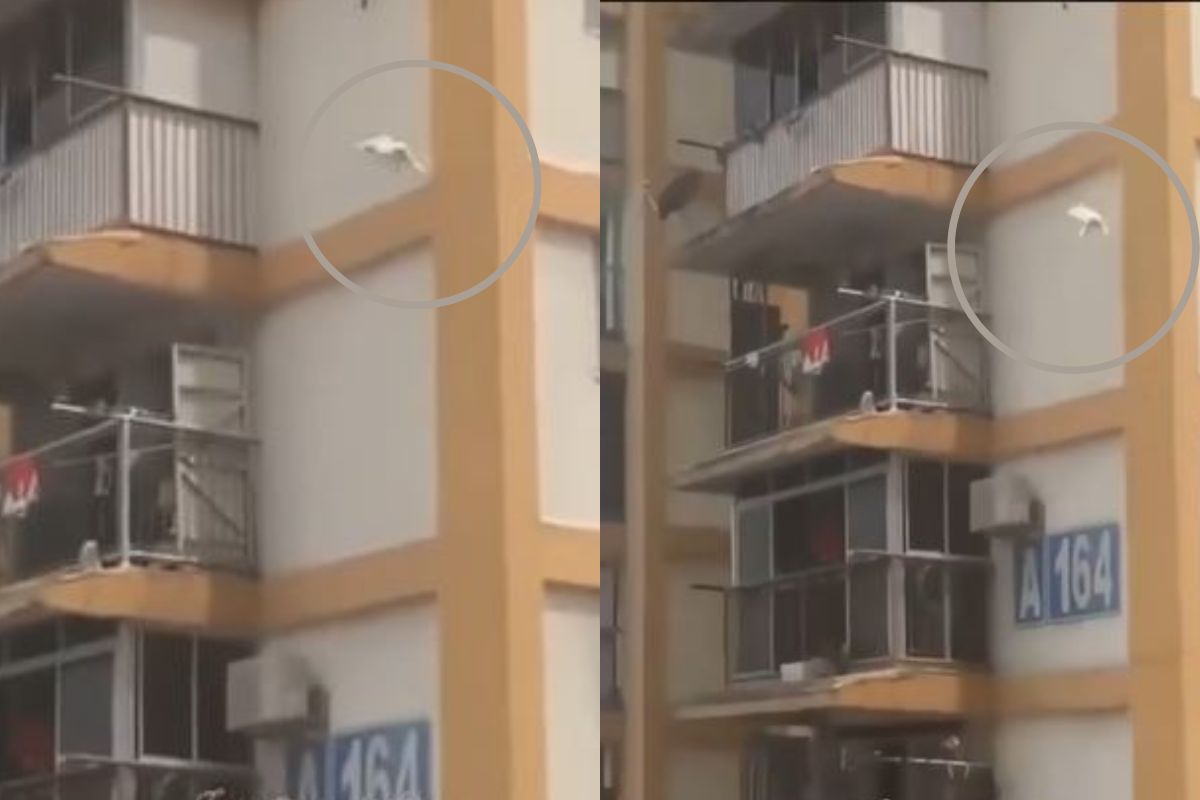 मांजरीचा जीव वाचवण्यासाठी धावले अनेक लोक; रेस्क्यू ऑपरेशनचा कधीही पाहिला नसेल असा VIDEO