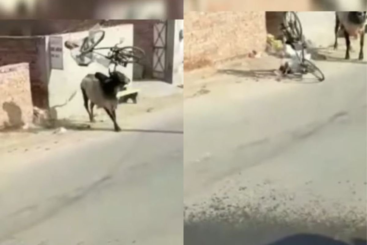 वळूने शिंगावर उचलून रस्त्यावर फेकताच बेशुद्ध झाला वृद्ध, मग..; हल्ल्याचा Live Video