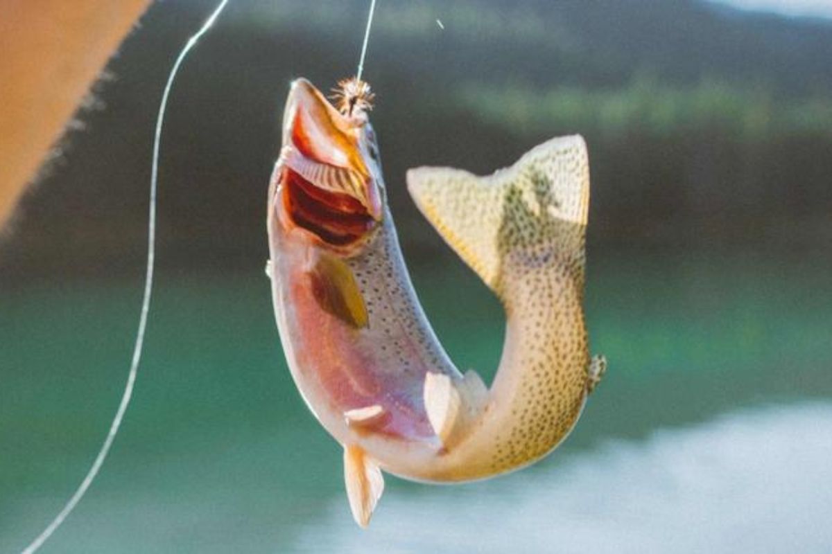 Shocking! मासेमारी करताना माशाने थेट व्यक्तीच्या तोंडातच घेतली उडी; गळ्यात अडकल्याने श्वास थांबला अन् मग...