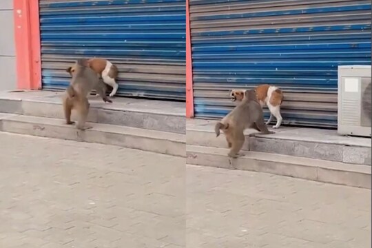 माकडाने घेतला झोपलेल्या कुत्र्याशी पंगा; क्षणातच मिळालं कर्माचं फळ, मजेशीर Video