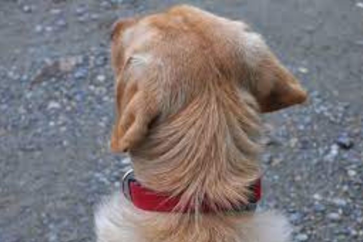 प्रतिकात्मक फोटो