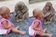 एका मोबाईलसाठी चिमुकली आणि माकडाचं भांडण; पाहा VIDEO चा मजेशीर शेवट