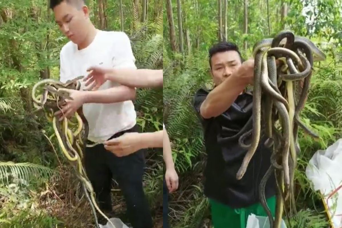 बापरे! व्यक्तीने हाताने उचलले डझनभर साप; पुढे काय घडलं पाहा, थरकाप उडवणारा VIDEO