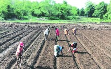 राज्यात बियाणांचा तुटवडा आणि लागवडीबाबतच्या अफवांवर कृषी विभागाचा खुलासा राज्यात बियाणांचा तुटवडा आणि लागवडीबाबतच्या अफवांवर कृषी विभागाचा खुलासा