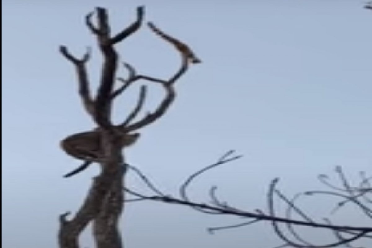 VIDEO - शिकारीला आलेला बिबट्याही फक्त पाहतच राहिला; शेवटच्या क्षणी मांजरीने खेळली आपली जबरदस्त 'चाल'